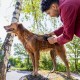 Karcher Pet Wash Brush - OC3 | 2.644-421.0